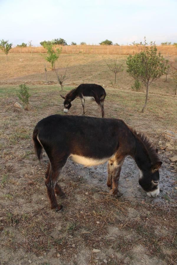 Maremma Che Vista! Apartment Campagnatico ภายนอก รูปภาพ